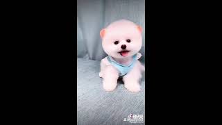 Anak Anjing Imut  Tonton Sdanai Habis
