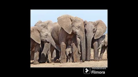 FRIENDSHIP OF ELEPHANT@DRSKSINGH CHANNEL JAI SHREERAM