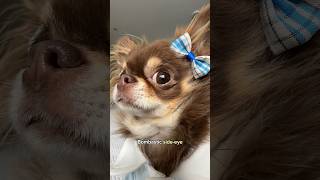 Chihuahua’s Guide to seeking attention: sneaky tactics 101