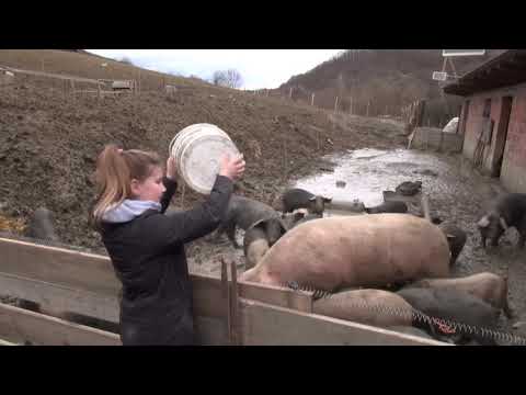 Kako hraniti i uzgajati crne slavonske svinje? - Zlatno klasje #199