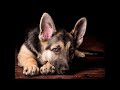 James Last   The Lonely Shepherd