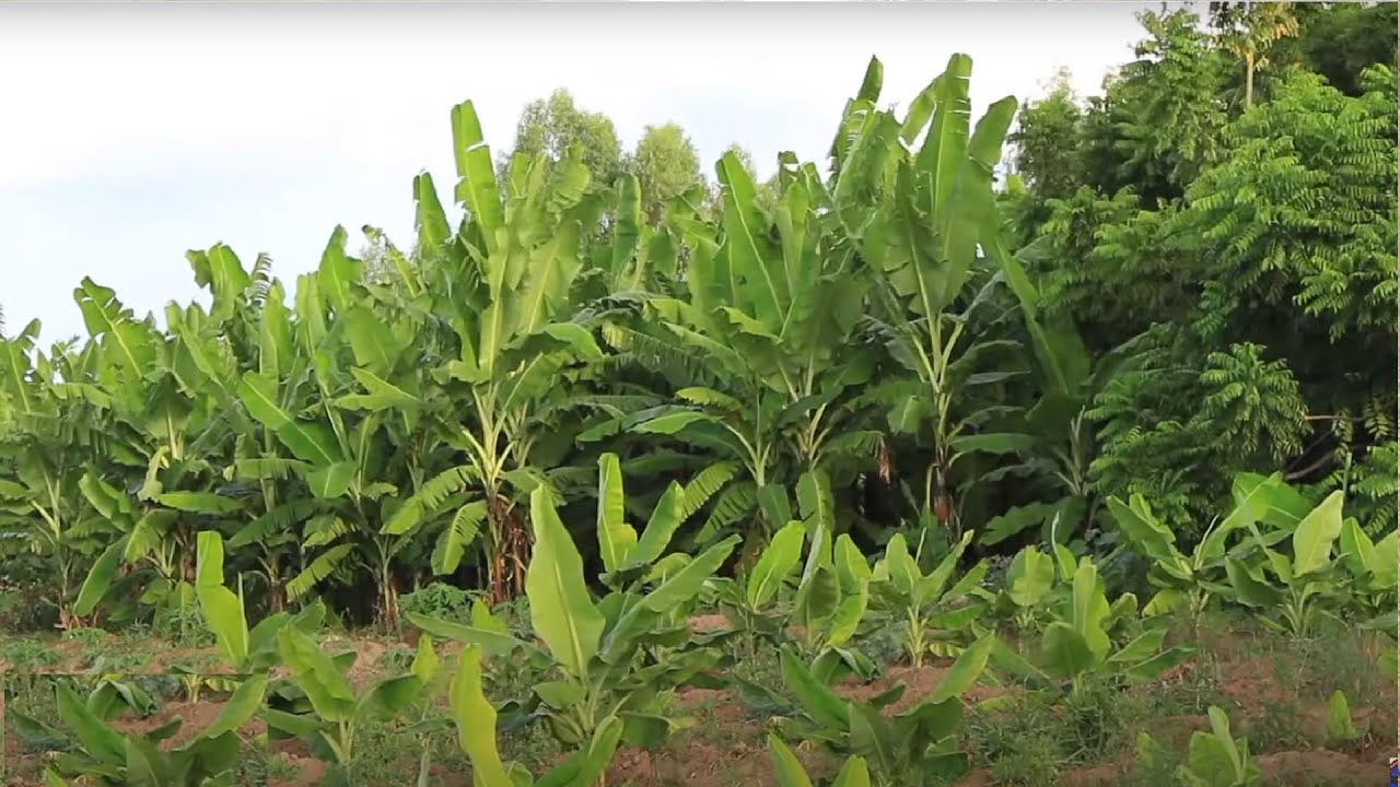Ninkii Beertiisa ku Tijaabiyey Baradhada iyo Mooskii Ugu Badnaa oo Xiligan Beeraha B/weyne Saaran.