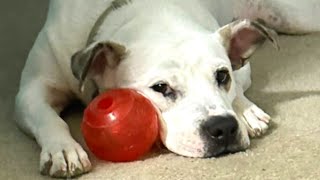 I took home a shy shelter dog. Here's what happened. by GeoBeats Animals 102,770 views 4 weeks ago 3 minutes, 3 seconds