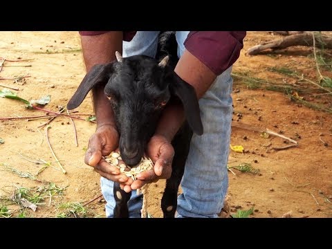 Vidéo: Comment traiter la gale chez les chèvres ?