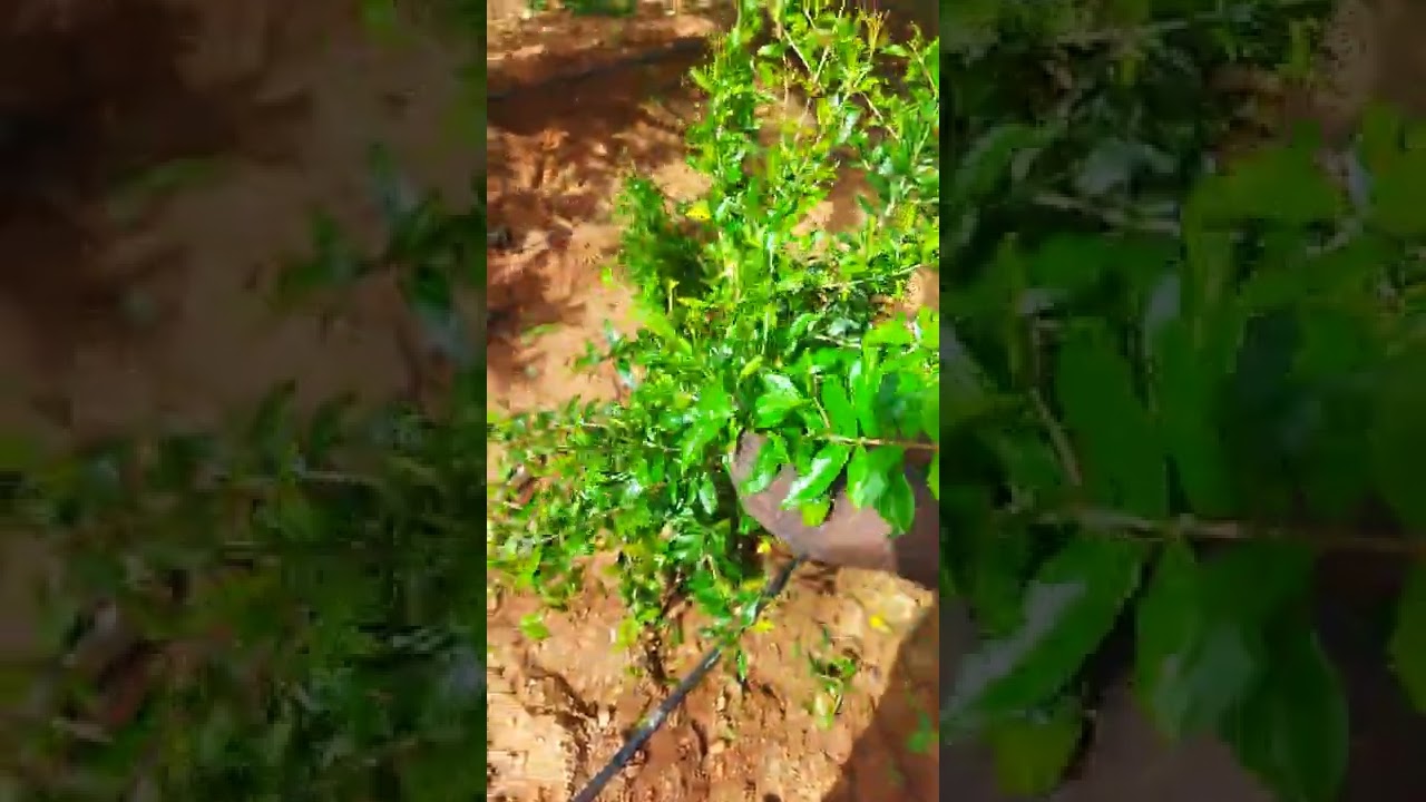 Training and pruning of  4 months pomegranate plant