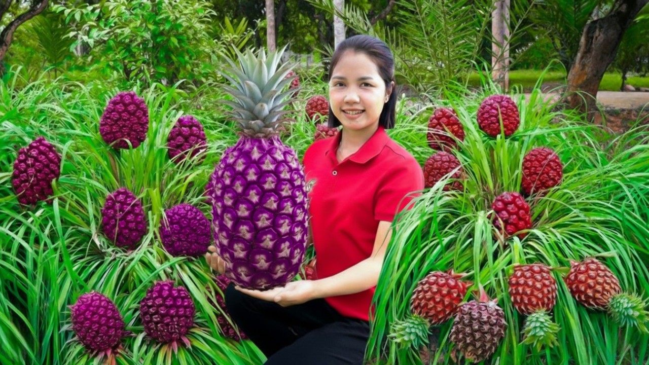 TIMELAPSE - Harvesting 5000+Kg GIANT Pineapple Purple To Sell At The Market | Phương Havest
