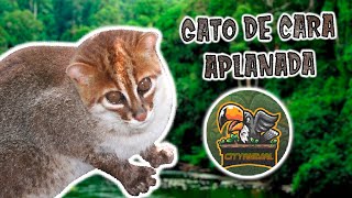 Gato De Cara Aplanada Doental De Animales