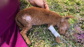 Little Puppy Was Starved, Dehydrated, Life Very Fragile, Had To Be Administered Glucose At The Scene