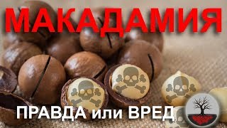 Орех МАКАДАМИЯ ОБМАН ВКУСА. ПОЛЬЗА? АРОМАТИЗАТОРЫ. Шоколадный орех.