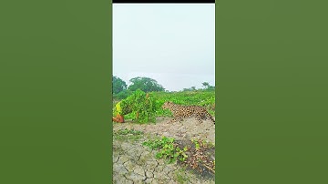 A real tiger attack boy on tree.#vfx #leopard #video #wildlife #shorts #foryou