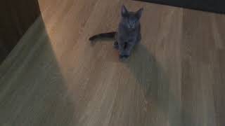 Kitty monologue by Leo the Cat 2,115 views 4 years ago 33 seconds