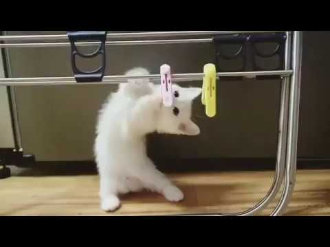 clip, ngan, short, cute, cat, dog, fun, funny, Snow White Kitten Version do...