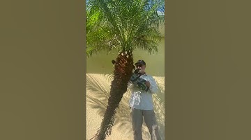 Trimming Palms With Chainsaws