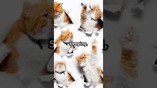 How I Built an AI to Recognize My Cat | Computer Vision Explained! #Shorts #chatgpt #gemini #ai