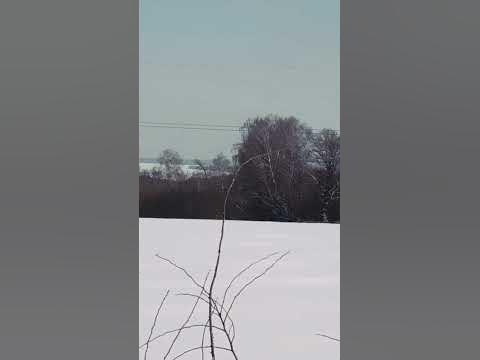 Стихи на все времена. А. Фет. #стихивслух #лирика #литература #фет # ...