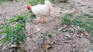 cock  No Copyright Video | Free to use | Complete Free Video screenshot 4
