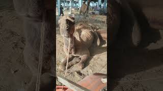 Big Camels for Qurbani in Mandi #shorts #viral #trending #bakraeid #eidadha #shahpurkanjralahore