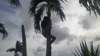 Girl climbs Palm Tree In Florida