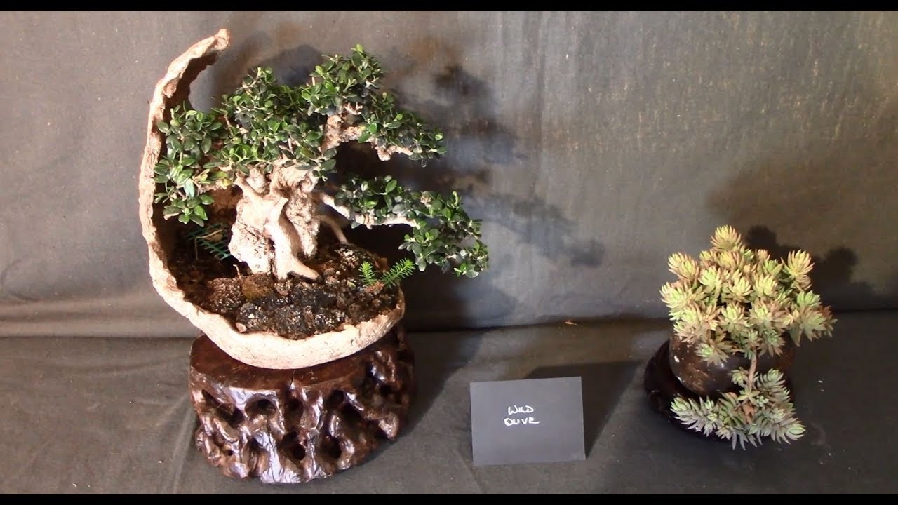 BONSAI EXHIBITION EUROPE// PINAY IN MALTA YouTube