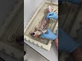 Cat Dissection AP1