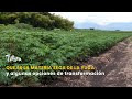 LA MATERIA SECA DE LA YUCA Y ALGUNAS OPCIONES DE TRANSFORMACION - TvAgro por Juan Gonzalo Angel