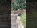 #cat #feralcat #catsofyoutube #communitycats #cats #goodmorning #blackcat #greycat #straycat #chat
