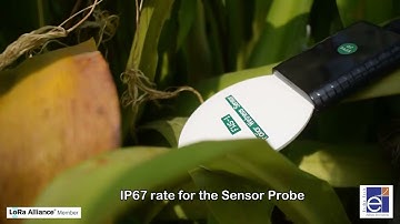 LoRaWAN® Leaf Wetness Sensor