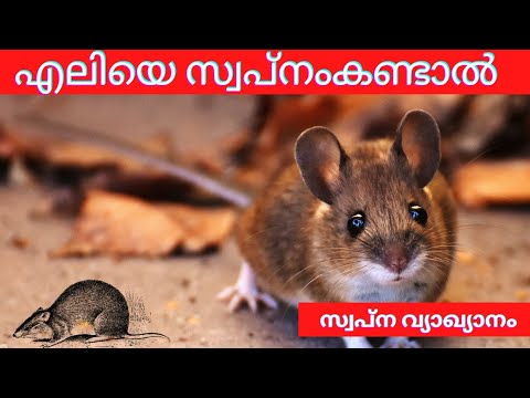eliye swapnam kandal|എലിയെ സ്വപ്നം കണ്ടാൽ