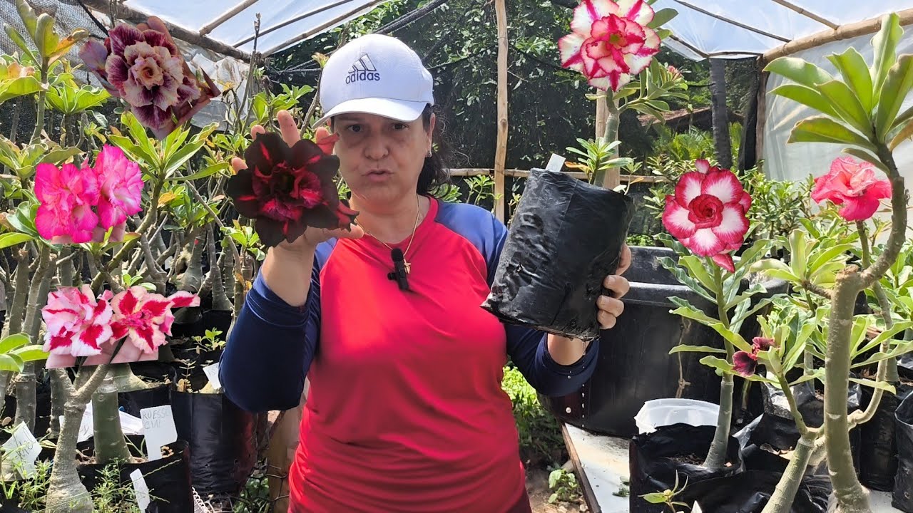 Como fazer Florir sua Rosa do deserto em menos de 30 dias?