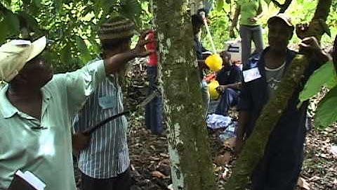 Maintaining a Existing Cocoa Field - Initial Assessment