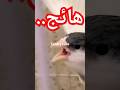 Chant Canari تغريد الكناري Birds Canary Chant Canari تغريد الكناري Birds Canary