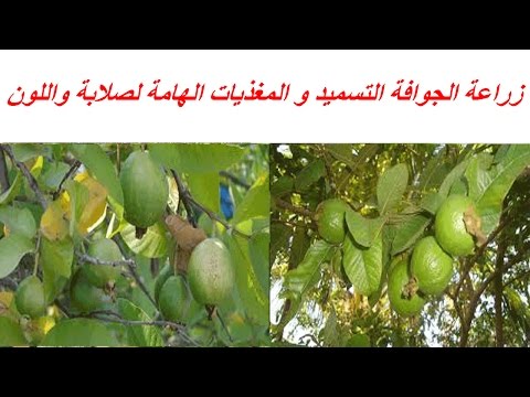 فيديو: هل يمكنك زراعة أشجار الجوافة بالداخل - نصائح حول العناية بالجوافة في الداخل