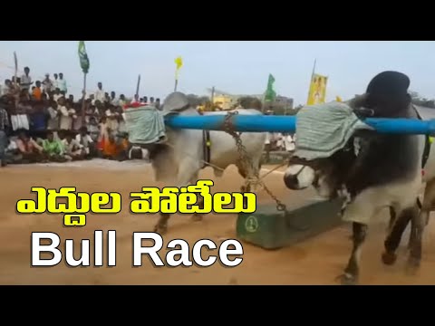 Bull race || ఎద్దుల బండ పోటీలు keratam News ||