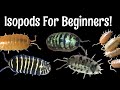 Five Excellent Pet Isopods for Beginners!