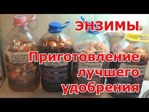 Энзимы в домашних условиях