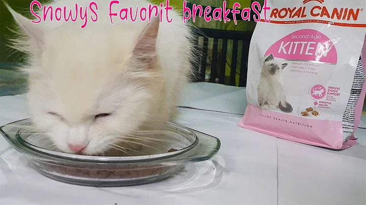 Video 275931: pure white persian cat, adorable white persian cat, royal canin kitten food, kitten eating food