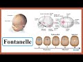 fontanelle