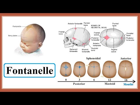 वीडियो: बच्चे का फॉन्टानेल किस उम्र में बंद हो जाता है?