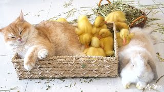 Ducklings jump into the basket to snuggle with the kitten while bunnies frolic around.