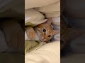 Cute Cat Matercat Cuteanimal Funnyvideo Kitten Turkishcat Cutecat Cutepet Cute Funny Cat Cute Cat Matercat Cuteanimal Funnyvideo Kitten Turkishcat Cutecat Cutepet Cute Funny Cat