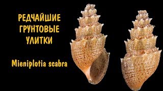 РЕДКАЯ ГРУНТОВАЯ УЛИТКА Mieniplotia scabra. Mieniplotia scabra РЕДКАЯ ГРУНТОВАЯ УЛИТКА Mieniplotia scabra. Mieniplotia scabra