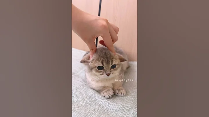 Video 10142621: cats kitten meowing adorable, cats kittens meowing cute, funny cats kittens meowing, meowing tiny kittens