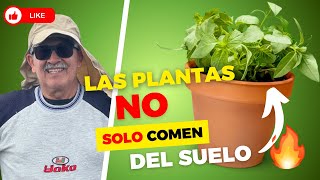 🌱SUPER Absorption!⚡How do plants get their nutrition?
