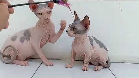 Video 6761761: kucing sphynx, adopt sphynx