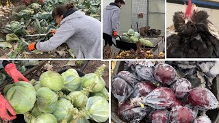 How to grow cabbage without treatments or fertilizing.. I am harvesting a large harvest of cabbage.