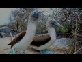 Discover the Galapagos