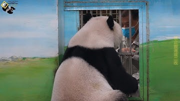 20251128 彪拔回娘家幫圓仔上課，仔仔今天是代班不用當小助教，不用跑啦 The Giant Panda Yuan Zai