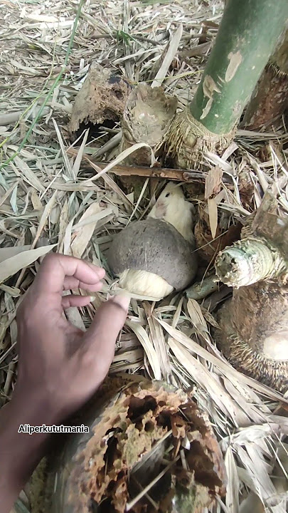 kira.in hewan kejebak taryata #nature #shortvideo