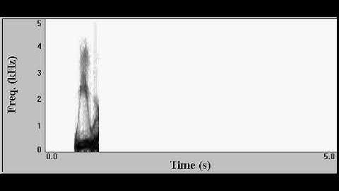 Real time Spectrograph