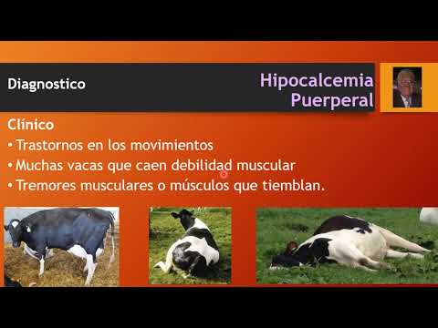 Video: Fiebre De La Leche En Vacas Lecheras